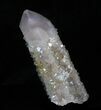 Cactus Quartz (Amethyst) Crystal - South Africa #33619-2